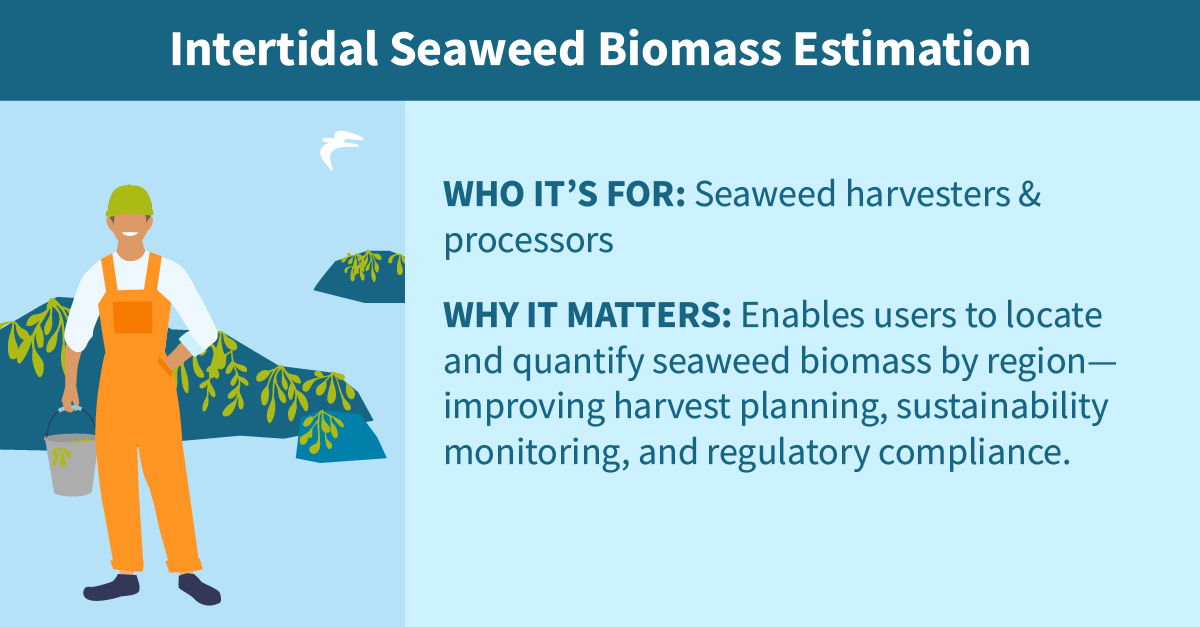 Intertidal Seaweed Biomass Estimation
